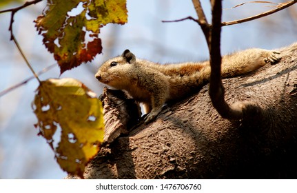 Indian Common Palm Squirrel Lay On Tree Branch 5