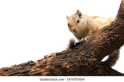 Indian Common Palm Squirrel Lay On Tree Branch