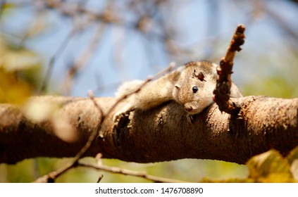 Indian Common Palm Squirrel Lay On Tree Branch 6