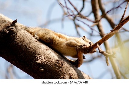 Indian Common Palm Squirrel Lay On Tree Branch 7