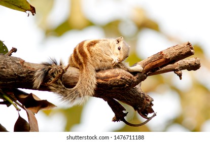 Indian Common Palm Squirrel (Rest)
