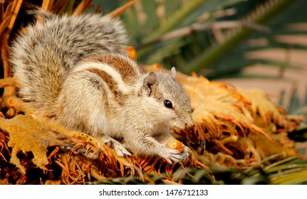 Indian Common Palm Squirrel Self Feeding 