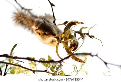 Indian Common Palm Squirrel Self Feeding 