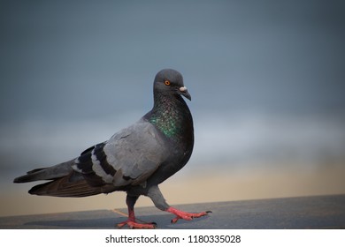 Indian Common Pigeon Photographed Calicut Beach Stock Photo 1180335028 ...