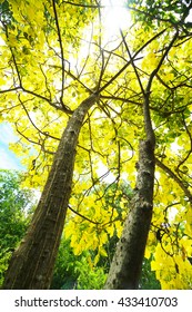 Indian Coral Tree Images Stock Photos Vectors Shutterstock - 