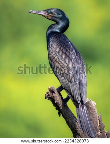 indian cormorant or Indian shag or Phalacrocorax fuscicollis portrait Non breeding bird with blue iris in natural green background at keoladeo national park bird sanctuary bharatpur rajasthan india