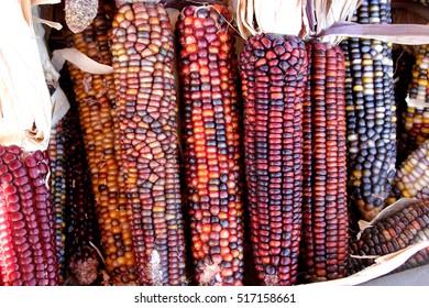 Indian Corn, Flint Corn, Zea Mays Var. Indurata, Ornamental Orn With Grains Of Various Colors, Often Several Colors In Same Cob, Used For Decorations During Halloween And Thankgiving, And For Food