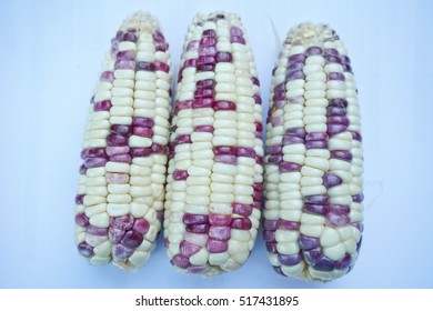 Indian Corn, Flint Corn, Zea Mays Var. Indurata, Ornamental Orn With Grains Of Various Colors, Often Several Colors In Same Cob, Used For Decorations During Halloween And Thankgiving, And For Food