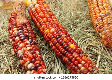 Indian Corn On A Fall Hay Ride In Kansas