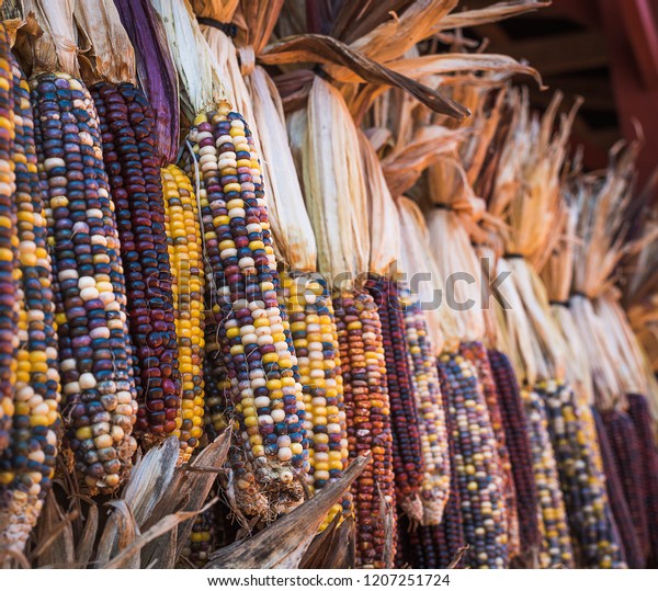 Indian Corn Ready Fall Decorations Stock Photo Edit Now 1207251724