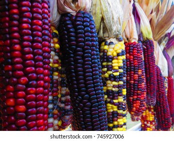 Indian Corn (zea Mays Var. Indurata).