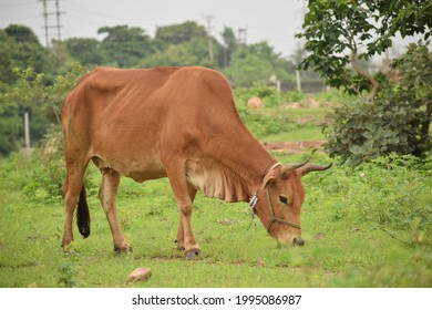 Indian cow eating grass in the field.