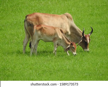 Indian cow grazing in the field