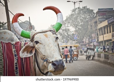 Indian cow with horns, painted in national indian flag colors, taken in New Delhi 