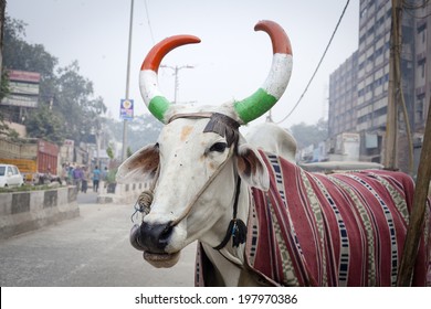 Indian cow with horns, painted in national indian flag colors, taken in New Delhi 