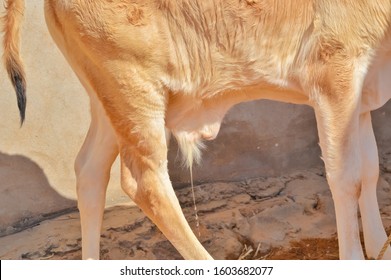 Indian Cow Urinating,cow Calf Urine