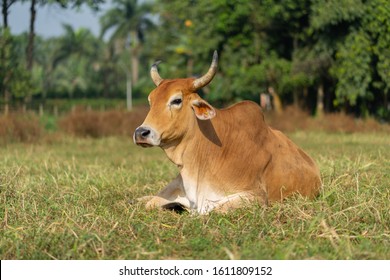 Indian cows and bulls are resting on the grass