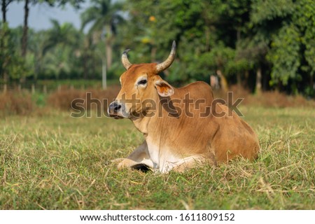 Indian cows and bulls are resting on the grass