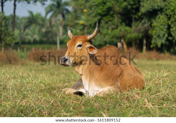 Indian cows and
bulls are resting on the
grass