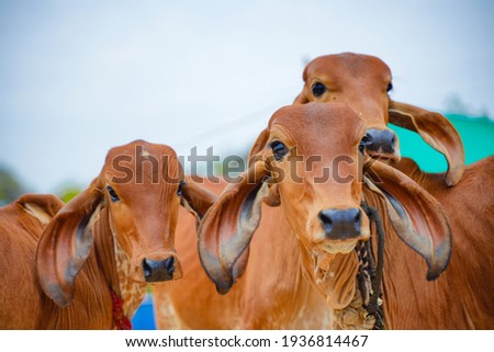 Indian cows group at agriculture field