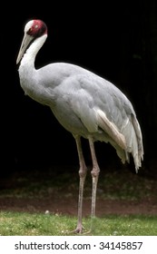 514 Indian sarus crane Images, Stock Photos & Vectors | Shutterstock