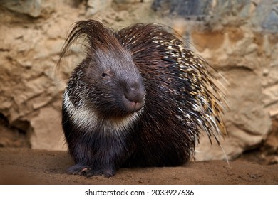 Indian crested porcupime, Hystrix indica, in the nature rock habitat. cute animal in nature, India in Asia. Prickle quill black animal. Cute mammal in the nature, wildlife.
