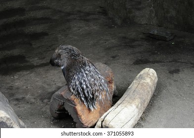 Indian Crested Porcupine 