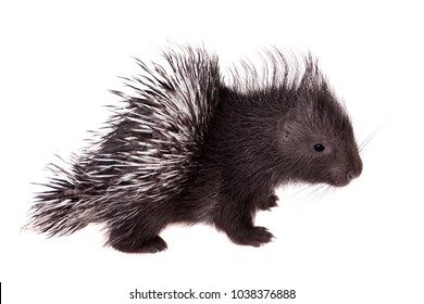 Indian Crested Porcupine Baby On White