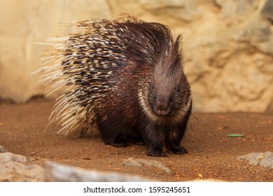 Indian Crested Porcupine (Hystrix Indica)