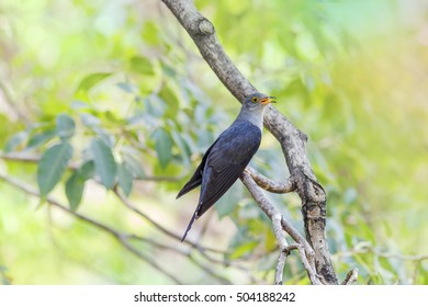 Indian Cuckoo (Cuculus Micropterus)