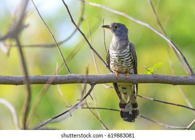 Indian Cuckoo (Cuculus Micropterus)