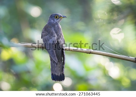 Indian Cuckoo ( Cuculus micropterus )