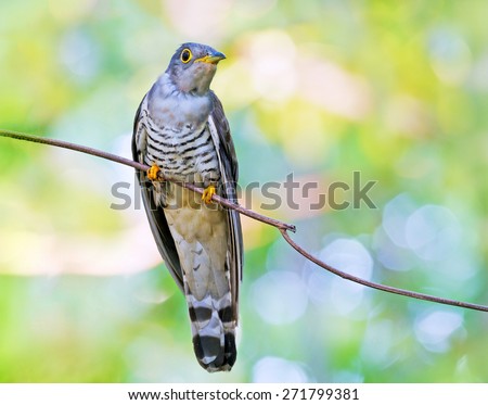 Indian Cuckoo ( Cuculus micropterus )