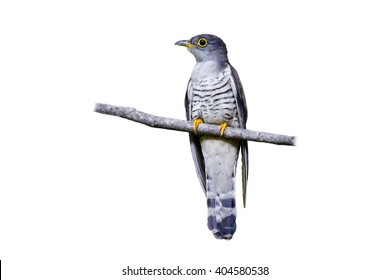 Indian cuckoo (Cuculus micropterus) on white background.