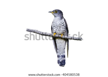 Indian cuckoo (Cuculus micropterus) on white background.