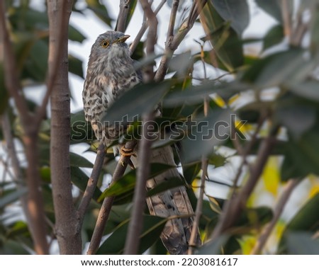A Indian Cuckoo hiding in tree and resting