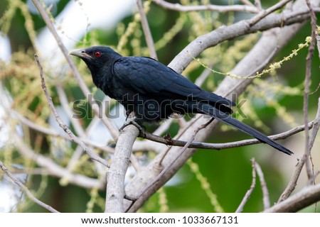 Indian cuckoo, Koyal male