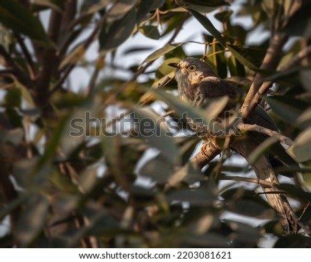 An Indian Cuckoo in a tree hiding