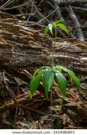 Indian Cucumber Root stalk with buds. Close-up of plant before flowering. Shows interesting whorled leaf pattern. Photographed in the Great Smoky Mountains National Park in spring. 