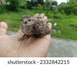 Indian cute Beautiful Sparrow Wildife
