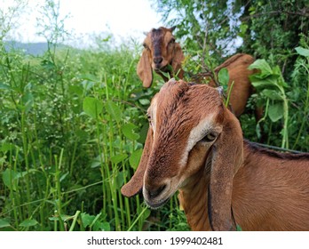 Indian cute goat close up picture. both looking camera.