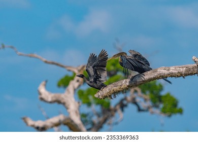 indian darter snake bird at Yala national park in Sri Lanka. - Powered by Shutterstock