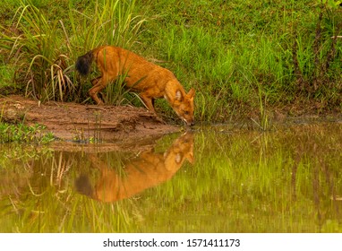 An Indian Dhole Aka Indian Wild Dog Drinking Water From A Pond Inside Nagarhole National Park