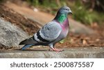 Indian Dove or Rock Pigeon – The Indian rock dove, rock pigeon or common pigeon belongs to the family of birds Columbidae. In common parlance, this bird is often simply called a "pigeon".