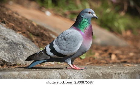 Indian Dove or Rock Pigeon – The Indian rock dove, rock pigeon or common pigeon belongs to the family of birds Columbidae. In common parlance, this bird is often simply called a 