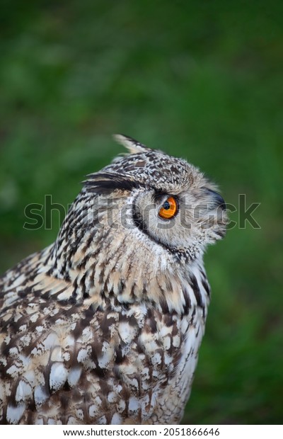 Indian Eagle Owl (Bubo bengalensis) or\
Bengal Eagle Owl, Rock Eagle Owl, family: Strigidaenative, region:\
Indian Subcontinent.