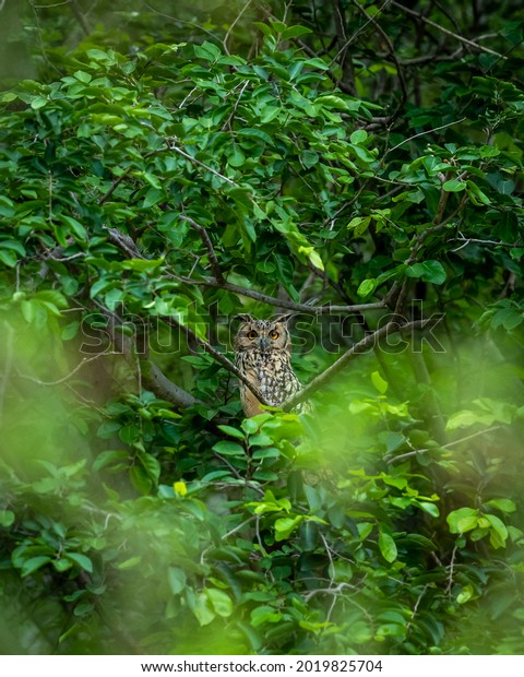 Indian eagle owl or rock\
eagle owl or Bengal eagle-owl large horned owl perched on natural\
green tree in during monsoon safari at forest of central india -\
Bubo bengalensis