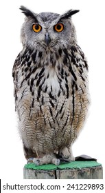 The Indian eagle-owl, also called the rock eagle-owl or Bengal eagle owl, (Bubo bengalensis) - a species of large horned owl found in the Indian Subcontinent.