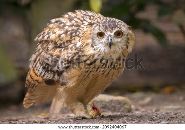 Indian\
eagle-owl, the rock eagle-owl or Bengal eagle-owl, Bubo\
bengalensis, eating a prey on the forest\
floor