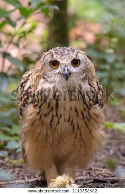Indian\
eagle-owl, the rock eagle-owl or Bengal eagle-owl, Bubo\
bengalensis, eating a prey on the forest\
floor